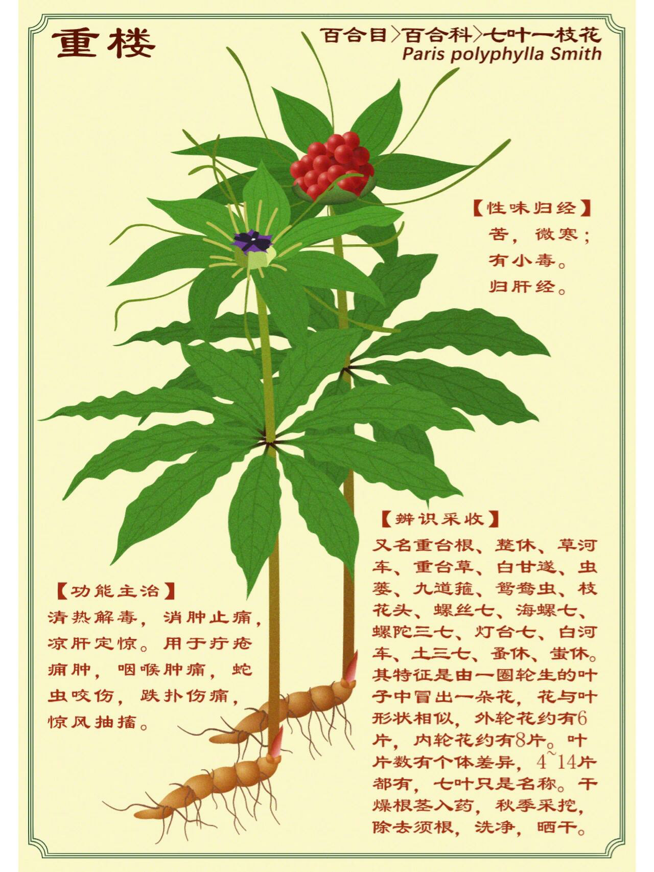 重楼